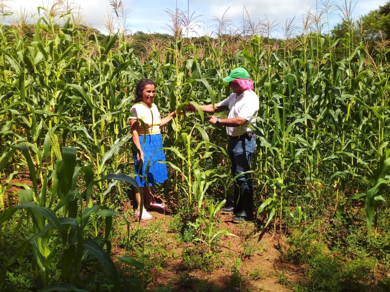 Consultorías Especializadas EcoSur