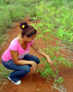 El bambú y la minería a cielo abierto en Cuba