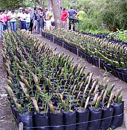 bambu_biomasa_003.jpg