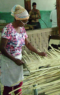 bambu_biomasa_006.jpg